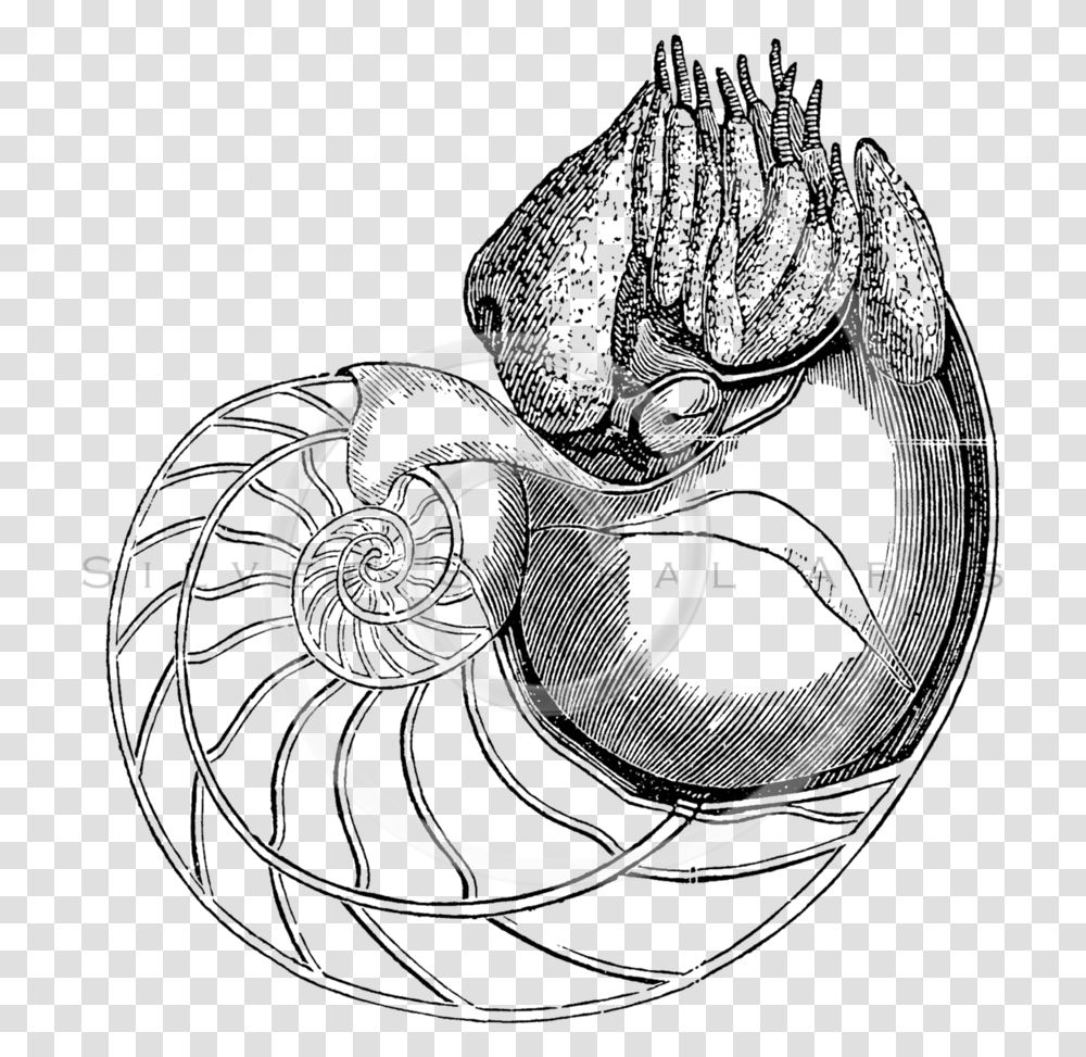 Snail Clipart Black And White Nautilus Old Scientific Illustration, Spiral, Coil, Whip Transparent Png