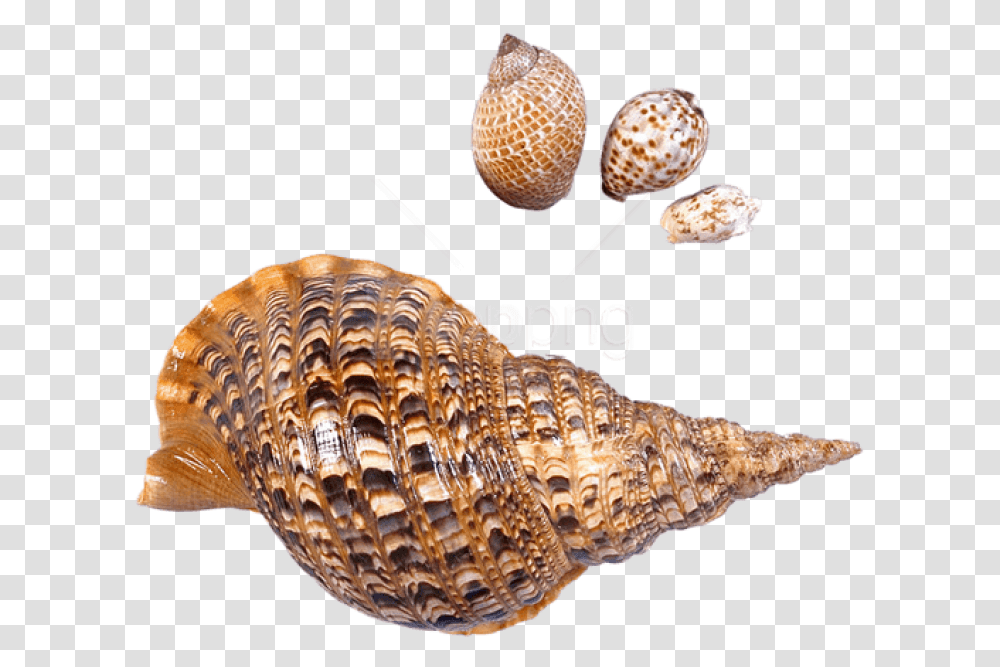 Snail Clipart Black And White Sea Snail, Sea Life, Animal, Seashell, Invertebrate Transparent Png