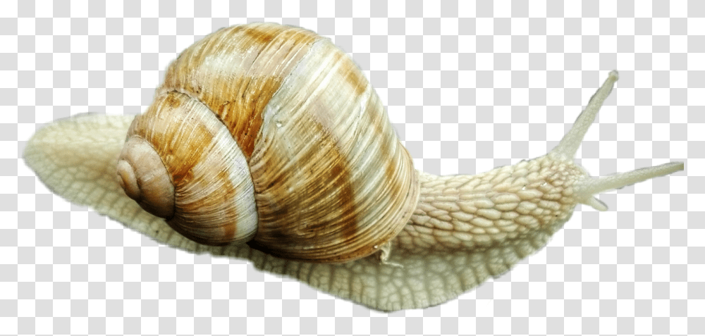 Snail Cutout Picsart Lymnaeidae, Invertebrate, Animal, Sea Life, Seashell Transparent Png