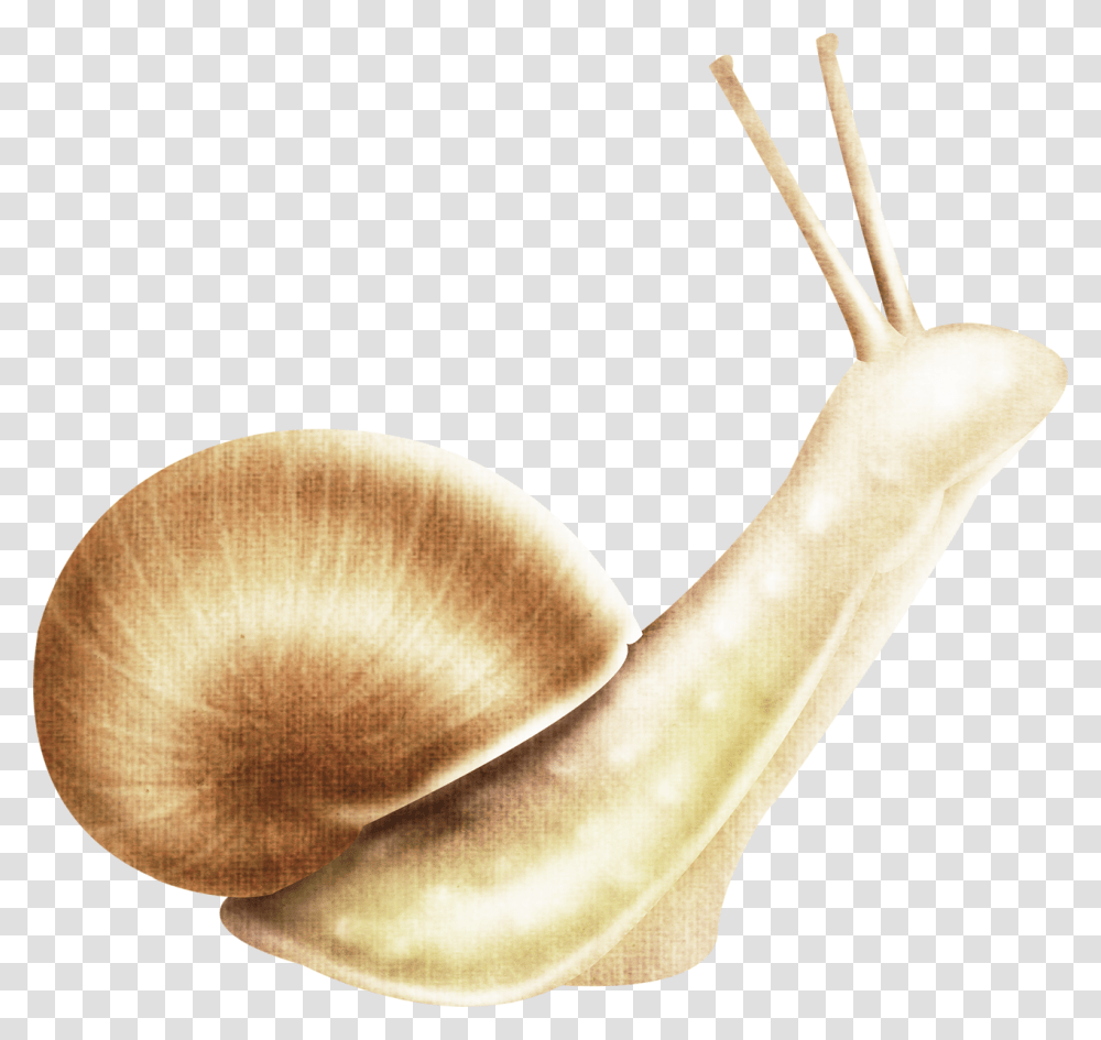 Snail Download Image Escargot, Lamp, Agaric, Mushroom, Plant Transparent Png