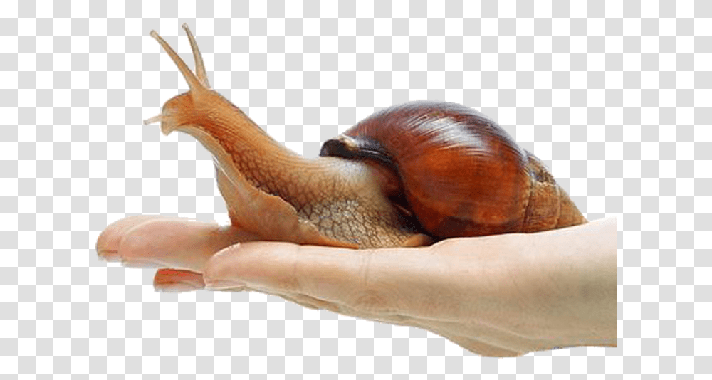 Snail Free Download Giant African Snail, Animal, Invertebrate, Person, Human Transparent Png