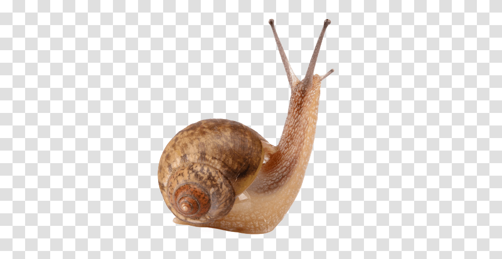 Snail Free Image 4 Pics 1 Word Shell, Snake, Reptile, Animal, Invertebrate Transparent Png