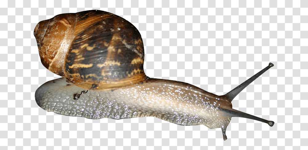 Snail Garden Snail, Invertebrate, Animal, Bird Transparent Png