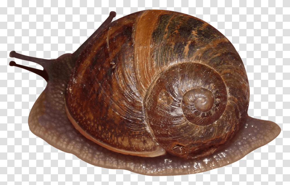Snail Image Gastropods, Invertebrate, Animal, Fungus, Sea Life Transparent Png