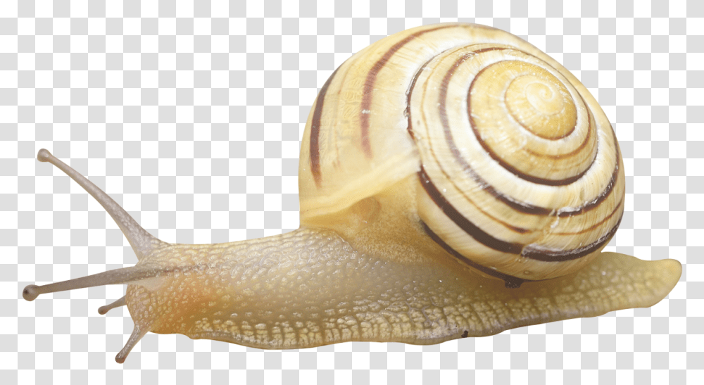 Snail Image Snail, Invertebrate, Animal, Bird Transparent Png