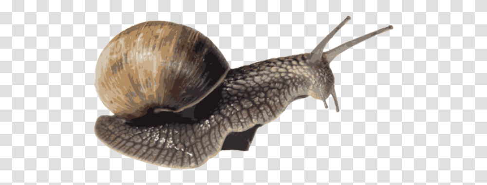 Snail Images Portable Network Graphics, Animal, Invertebrate, Bird, Snake Transparent Png