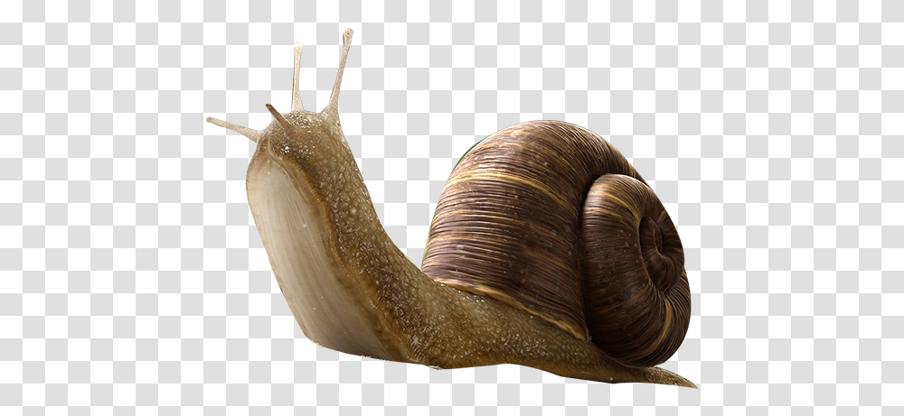 Snail Insect Orthogastropoda Snail, Invertebrate, Animal, Snake, Reptile Transparent Png