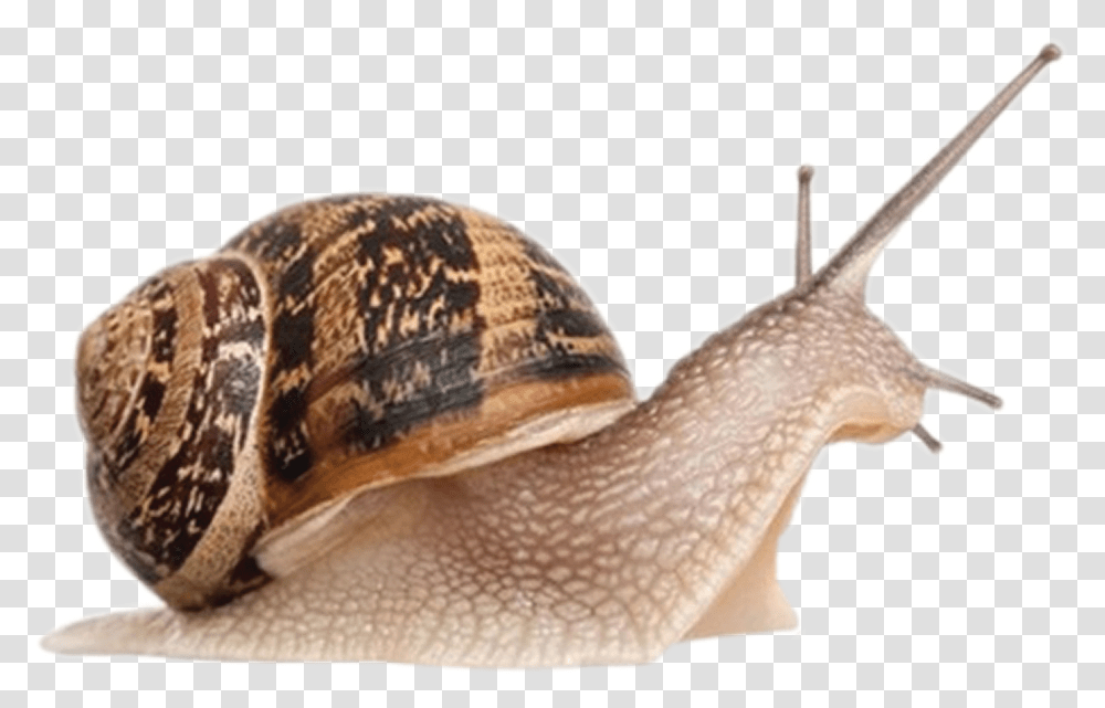 Snail, Invertebrate, Animal, Bird Transparent Png