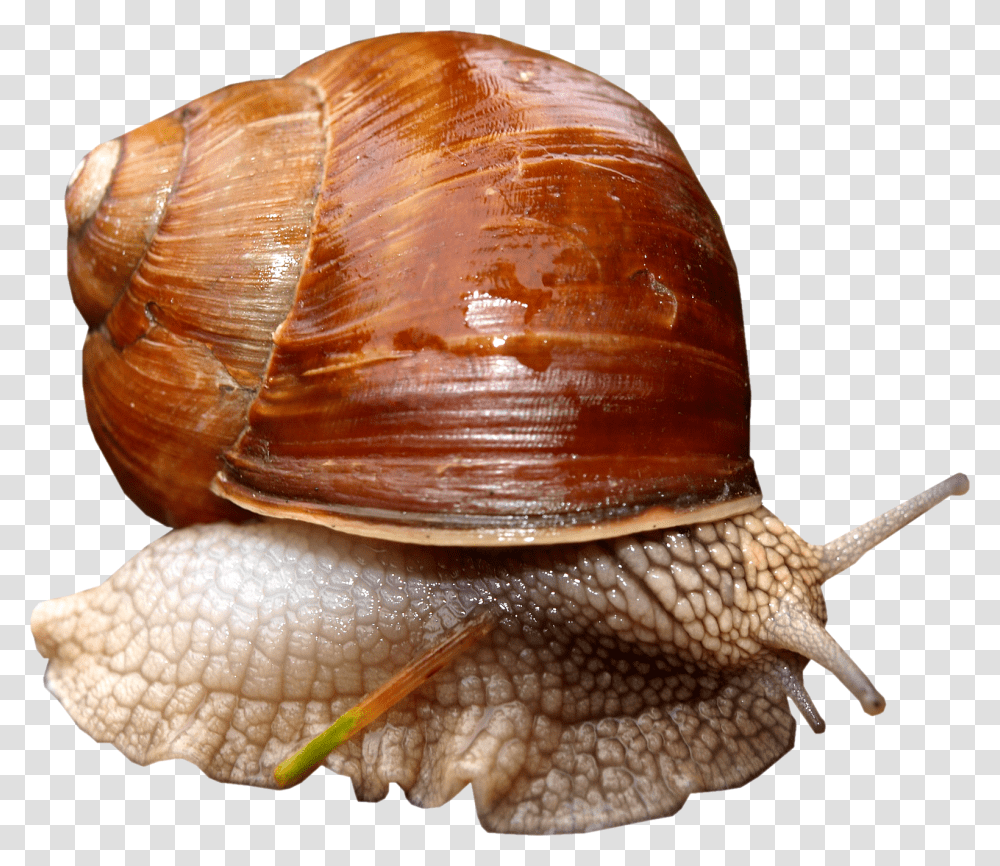 Snail, Invertebrate, Animal, Fungus, Burger Transparent Png