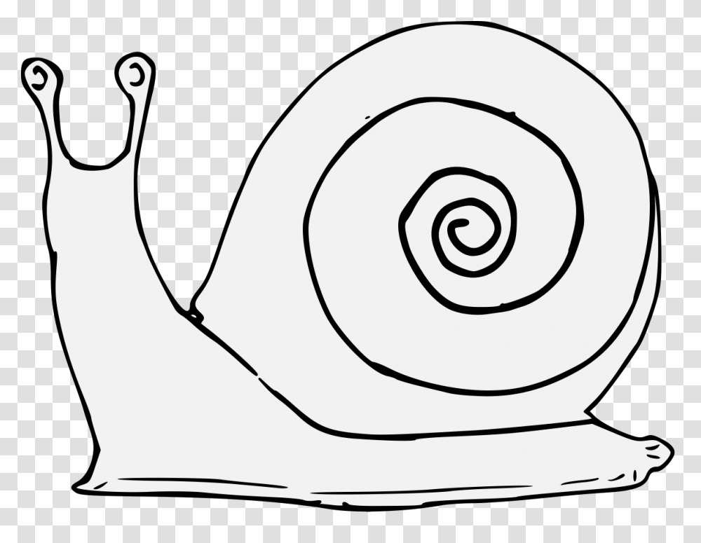 Snail, Invertebrate, Animal, Spiral Transparent Png