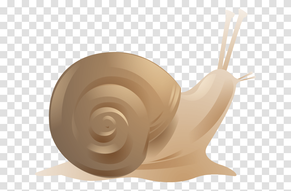 Snail, Invertebrate, Animal, Tape Transparent Png