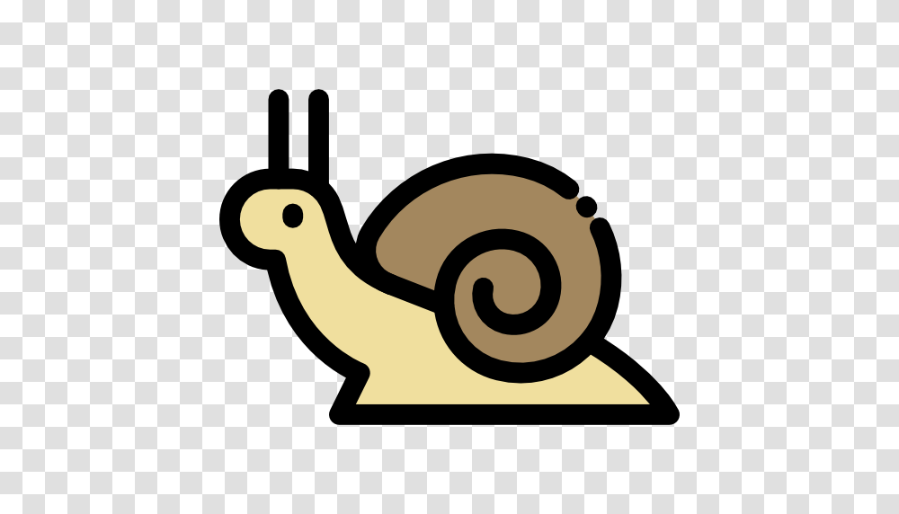 Snail, Invertebrate, Animal Transparent Png