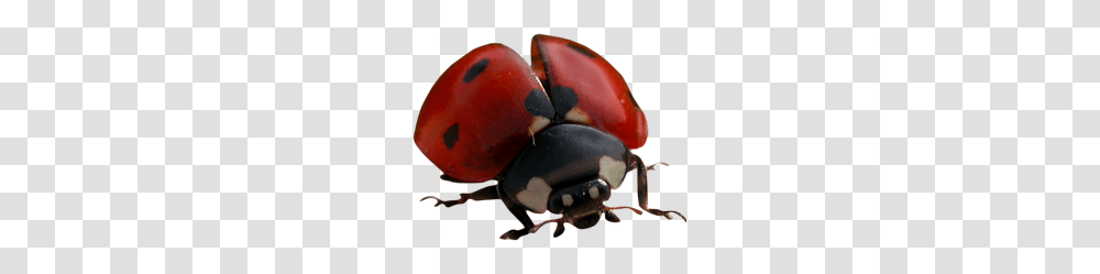 Snail Ladybug Free Images Free Download, Insect, Invertebrate, Animal, Dung Beetle Transparent Png