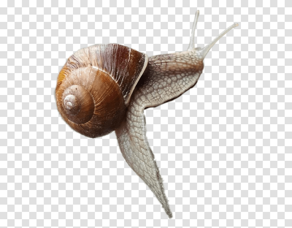 Snail Lymnaeidae, Invertebrate, Animal, Fungus, Lizard Transparent Png