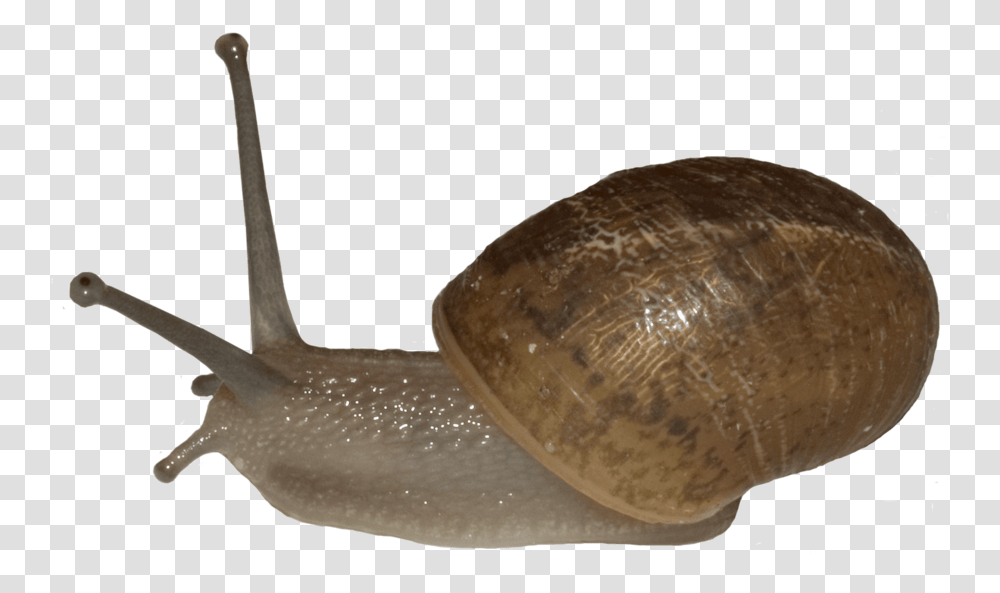 Snail Photography Snail, Invertebrate, Animal, Bread, Food Transparent Png