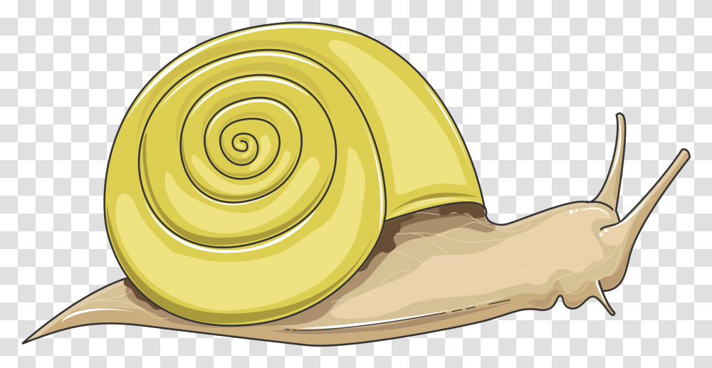 Snail Servier Medical Art Snail, Invertebrate, Animal Transparent Png