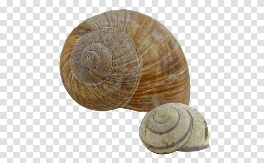 Snail Shell, Invertebrate, Animal, Fungus, Sea Life Transparent Png