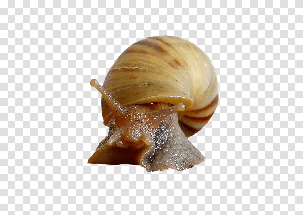 Snail Shell Molluscs Moluscos, Fungus, Invertebrate, Animal Transparent Png