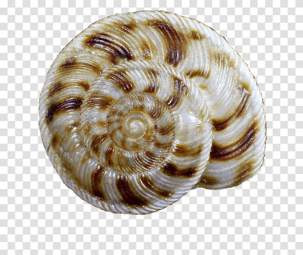 Snail Shell, Sea Life, Animal, Seashell, Invertebrate Transparent Png
