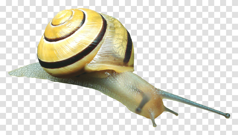 Snail Shell Snail Shell Free Picture Gastropods, Invertebrate, Animal, Fungus, Bird Transparent Png