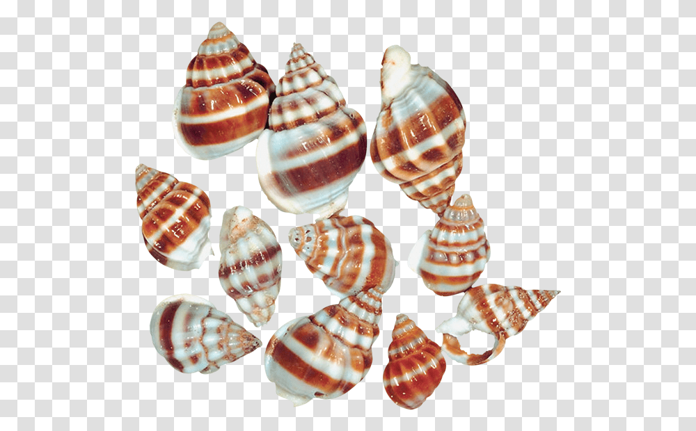 Snail Shells Sea Snail Of Snail, Sea Life, Animal, Conch, Seashell Transparent Png