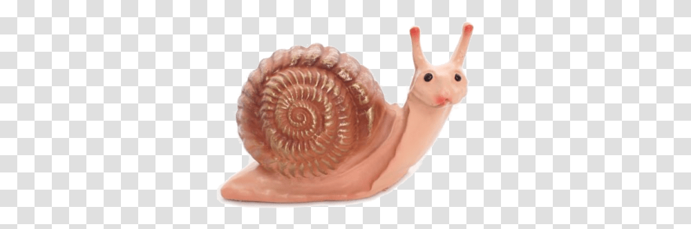 Snail Small Snail, Invertebrate, Animal, Person, Human Transparent Png