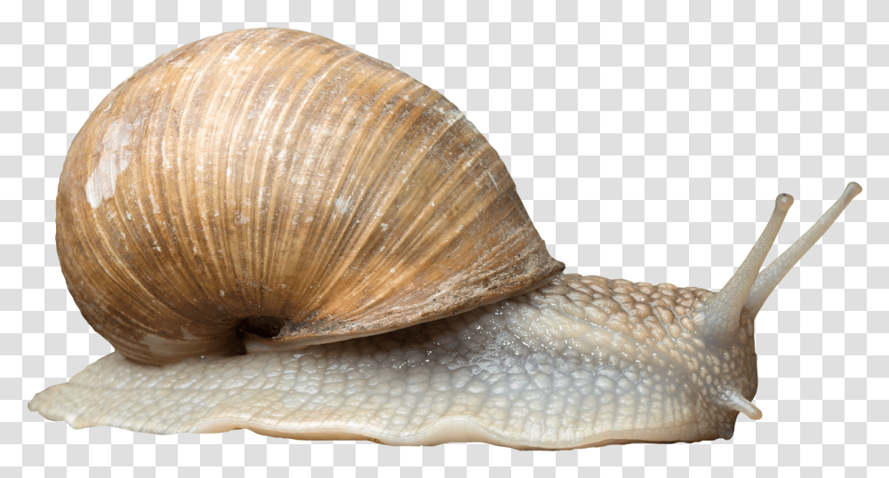 Snail Snail, Invertebrate, Animal, Fungus, Sea Life Transparent Png