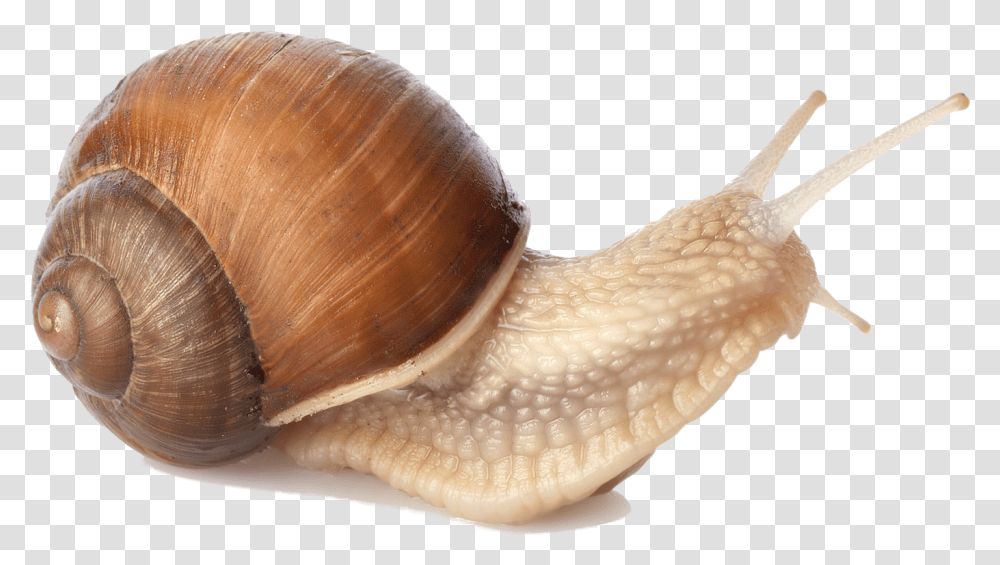 Snail Snail Snail, Fungus, Invertebrate, Animal, Bird Transparent Png