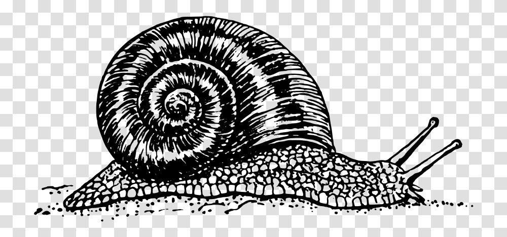 Snail Svg Clip Arts Snail Black And White, Gray, World Of Warcraft Transparent Png