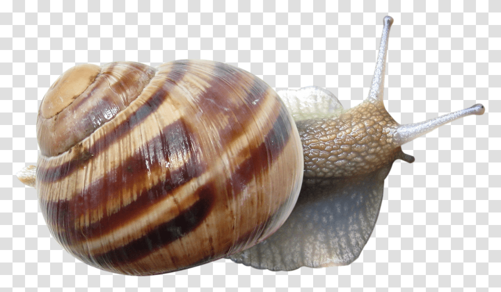 Snail Ulitka, Invertebrate, Animal, Bread, Food Transparent Png