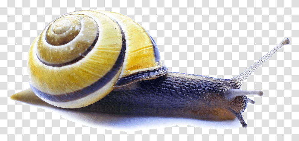 Snail Video Servers Carlo Tuzza Video Server, Invertebrate, Animal, Fungus Transparent Png
