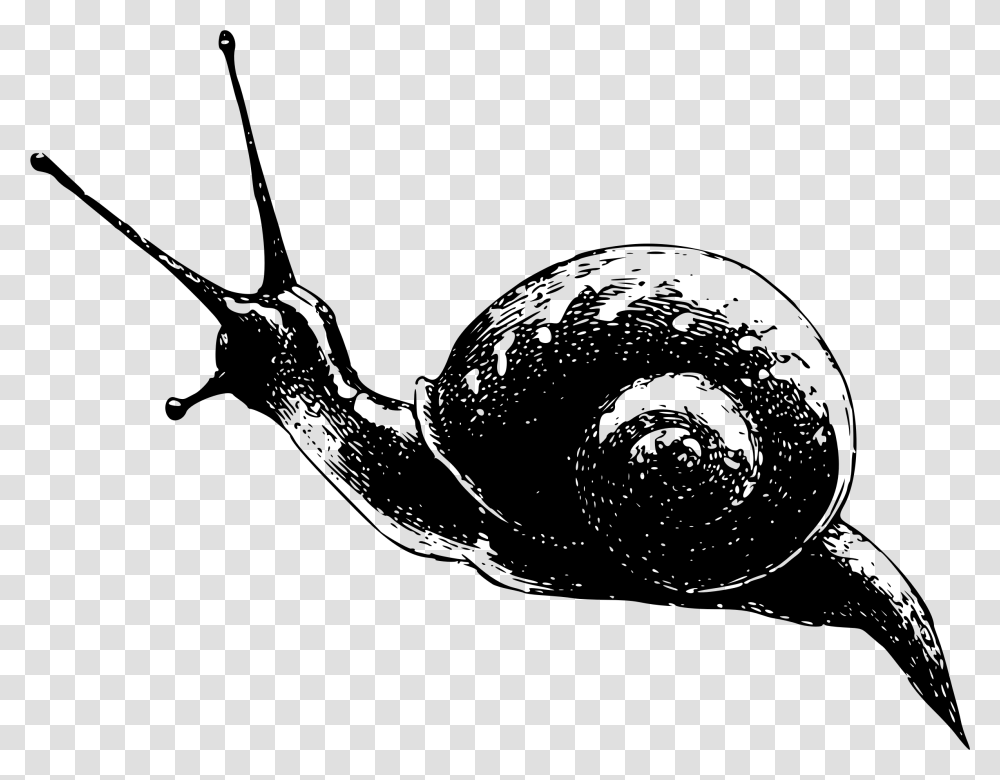 Snailmonochrome Photographyinvertebrate Snail, Gray, World Of Warcraft Transparent Png