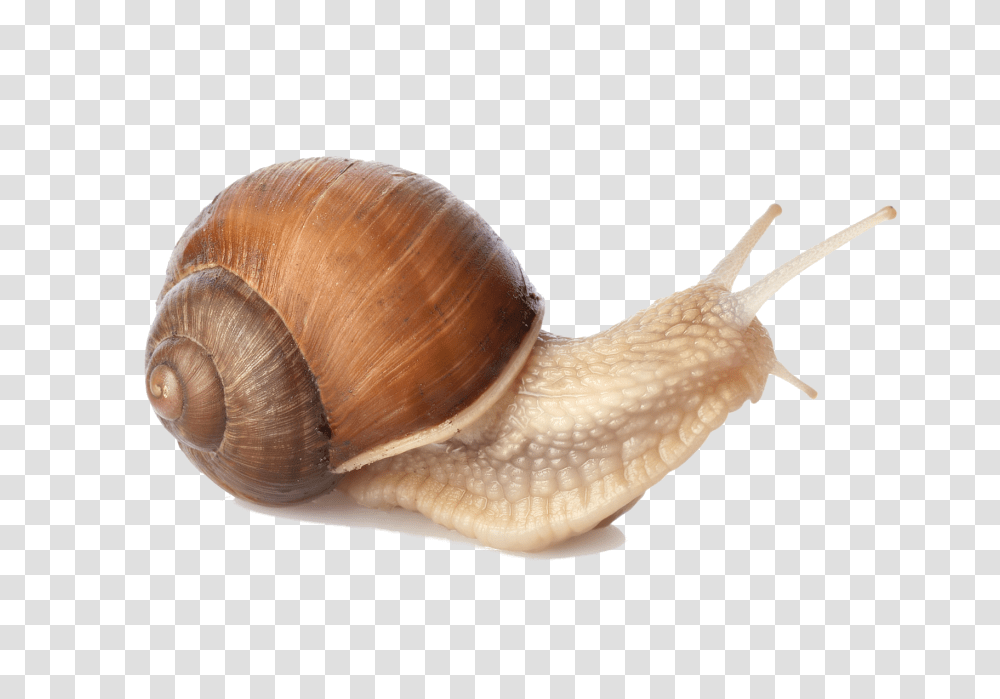 Snails, Animals, Fungus, Invertebrate Transparent Png