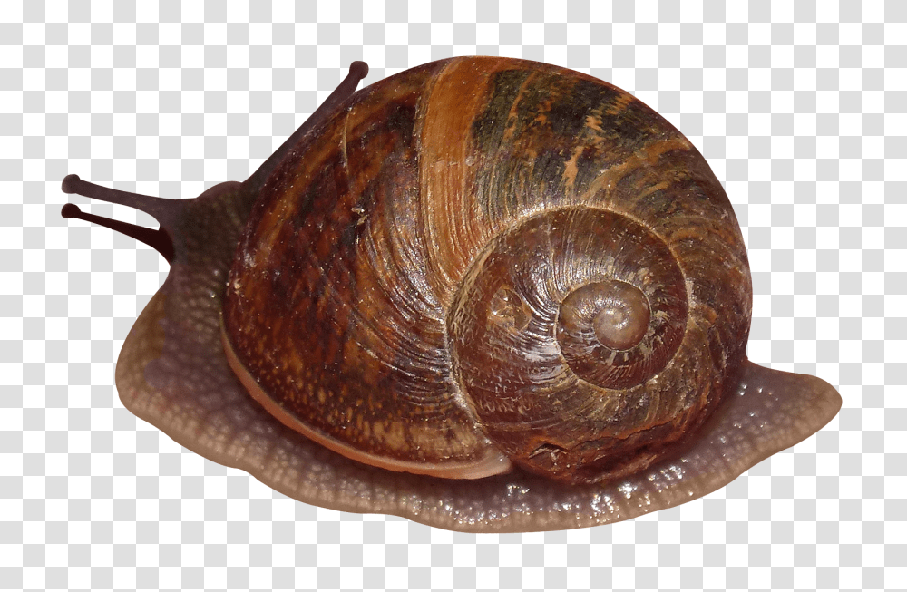 Snails, Animals, Fungus, Invertebrate Transparent Png