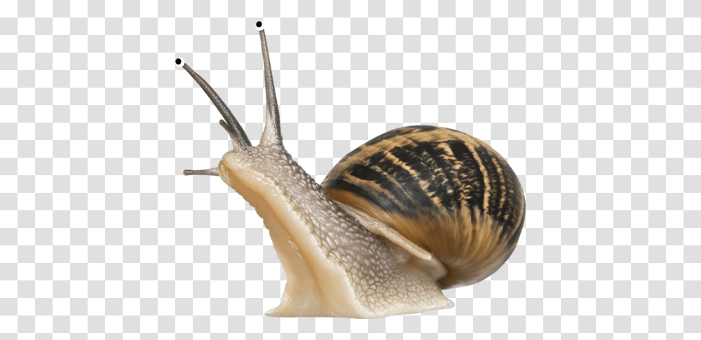 Snails, Animals, Invertebrate, Bird, Photography Transparent Png