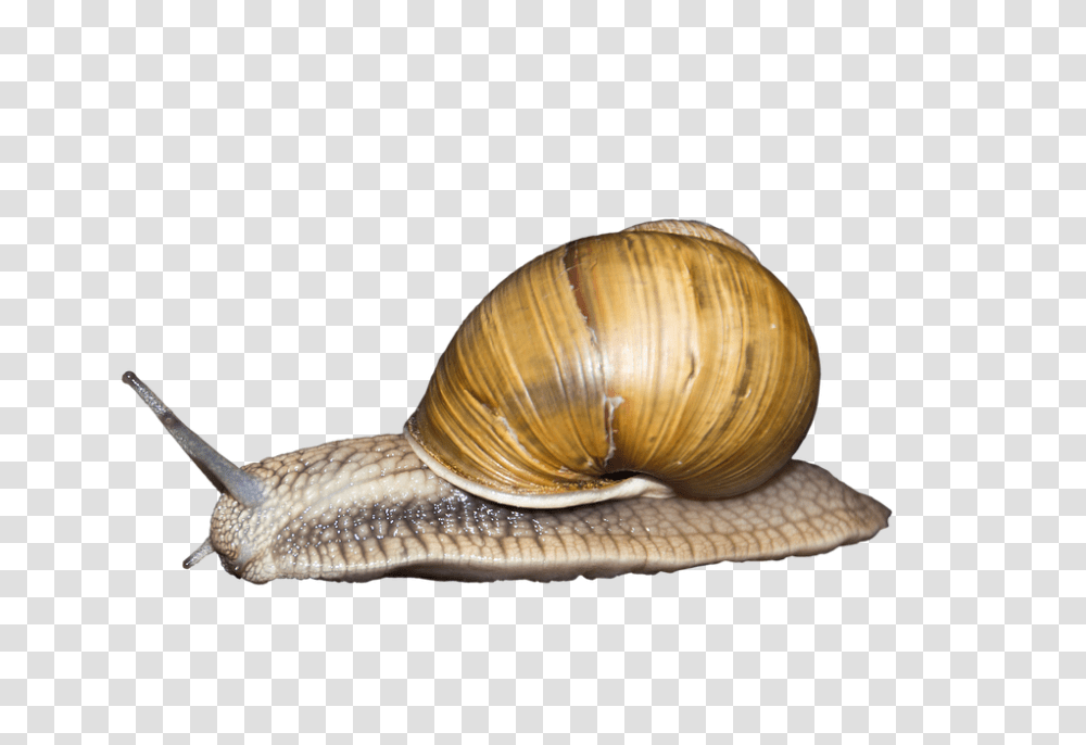 Snails, Animals, Invertebrate, Fungus, Snake Transparent Png