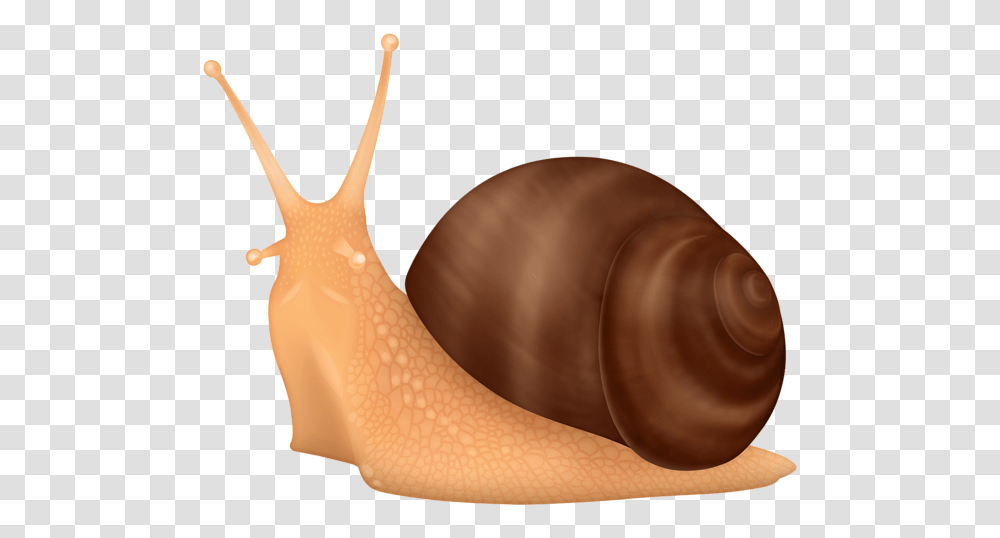 Snails, Animals, Invertebrate, Person, Human Transparent Png