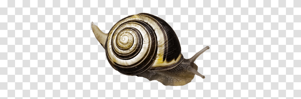 Snails, Animals, Invertebrate, Screw, Machine Transparent Png