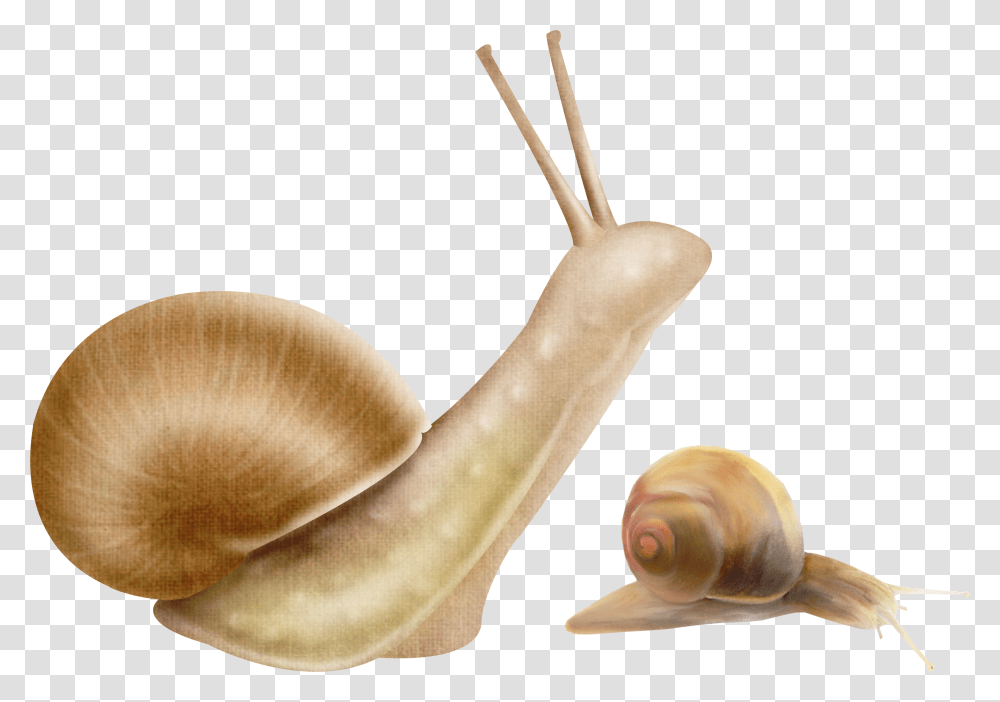 Snails, Animals, Invertebrate, Sea Life, Seashell Transparent Png
