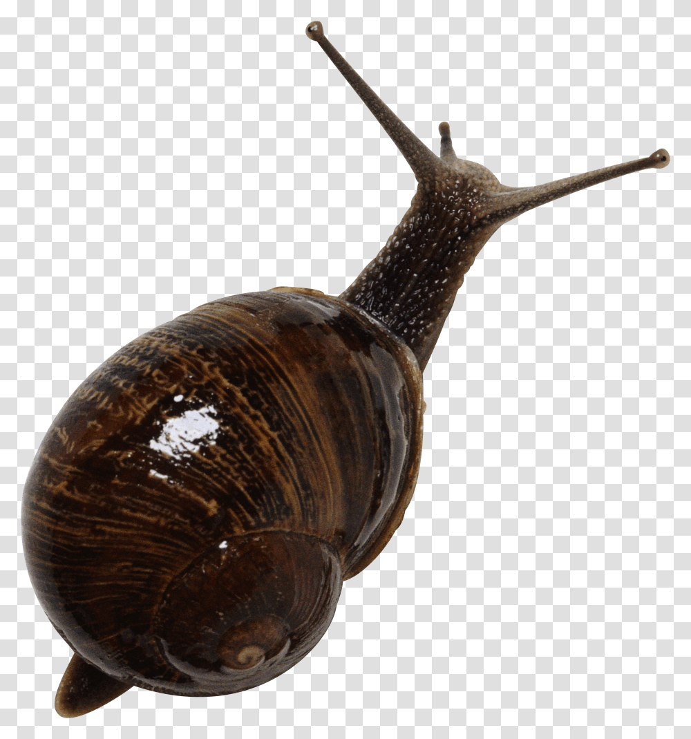 Snails, Animals, Invertebrate, Smoke Pipe Transparent Png