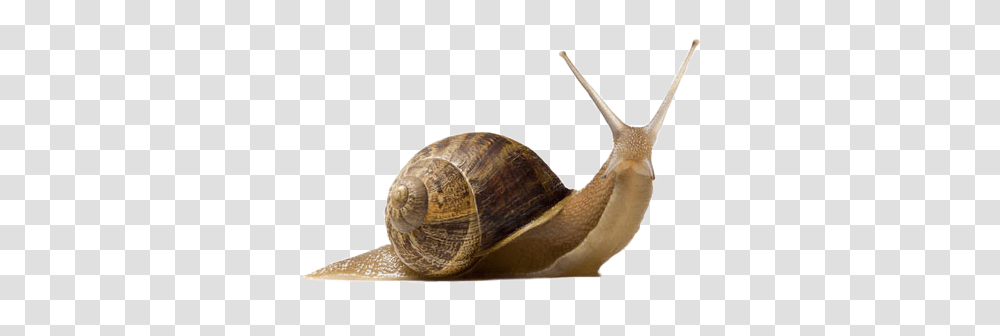 Snails, Animals, Invertebrate, Snake, Reptile Transparent Png