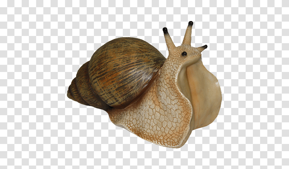 Snails, Animals, Invertebrate, Snake, Reptile Transparent Png