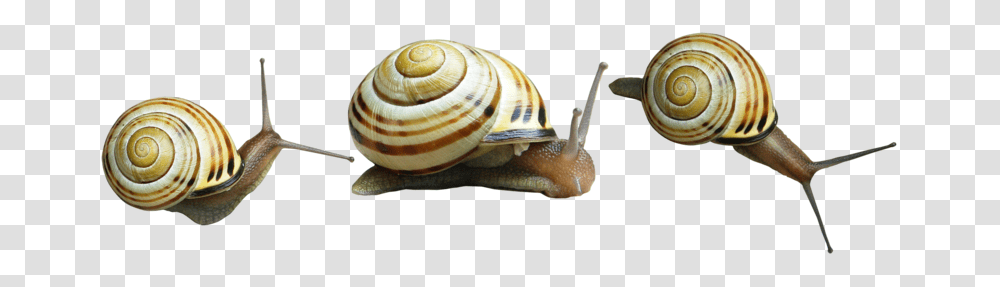 Snails, Animals, Invertebrate Transparent Png