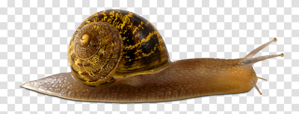 Snails, Animals, Snake, Reptile, Invertebrate Transparent Png