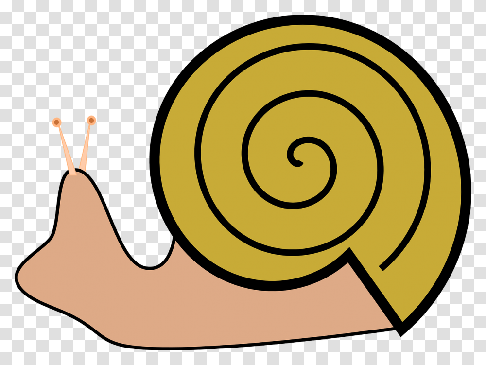 Snails, Animals, Spiral, Invertebrate, Coil Transparent Png