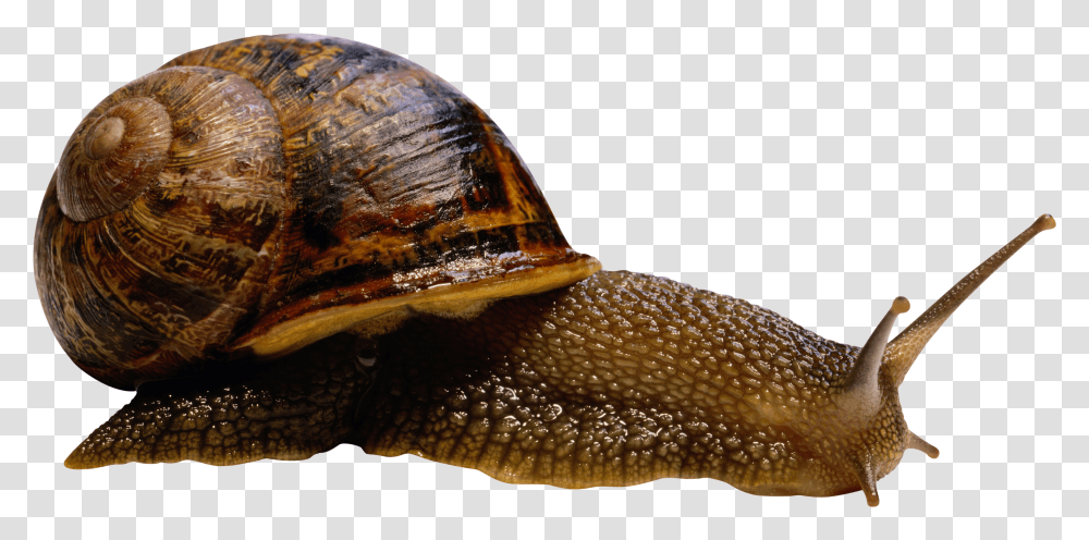 Snails, Animals Transparent Png