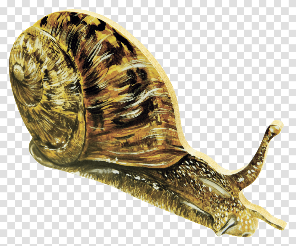 Snails, Animals Transparent Png