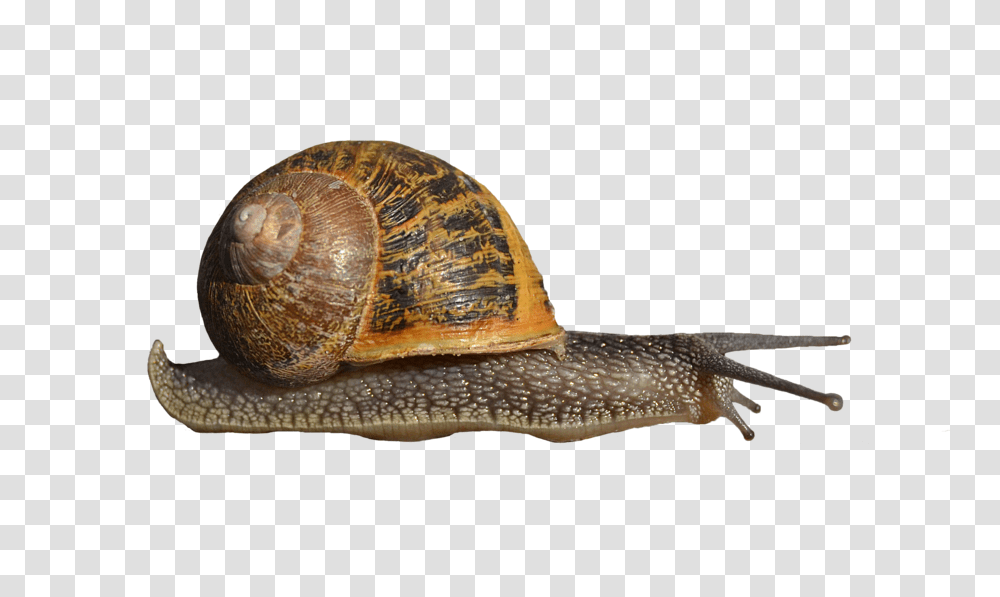 Snails, Animals, Turtle, Reptile, Sea Life Transparent Png