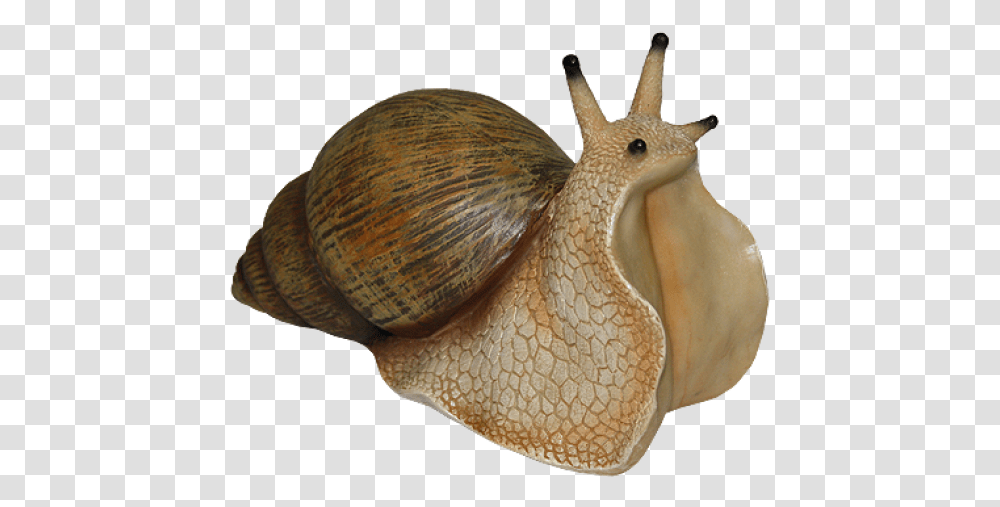 Snails Free Download Background Snail, Invertebrate, Animal, Snake, Reptile Transparent Png