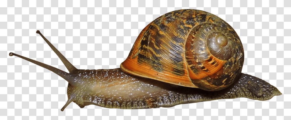 Snails, Turtle, Reptile, Sea Life, Animal Transparent Png